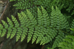 Polystichum setiferum 'Herrenhausen'Zachte naaldvaren bestellen